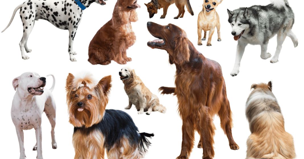 dog-breeding-business-logos